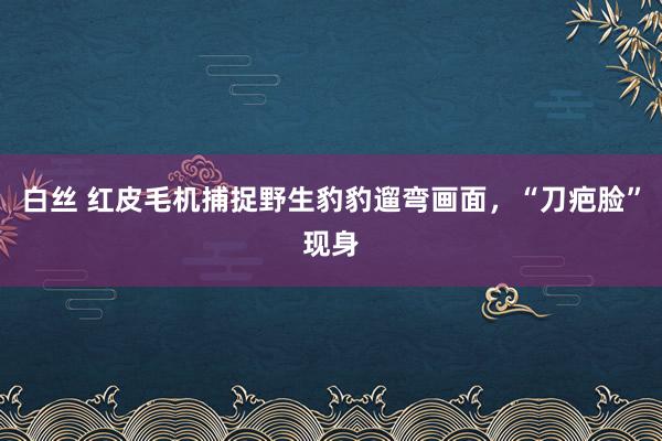 白丝 红皮毛机捕捉野生豹豹遛弯画面，“刀疤脸”现身